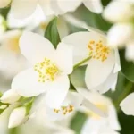 aroma vela a jazmin, tenerife, artesanal,saycrea